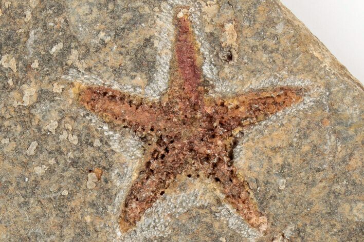 1.4" Ordovician Starfish (Petraster?) Fossil - Morocco